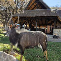 A Kudu was waiting to welcome us to the Sophienhof Lodge - clearly camera shy here