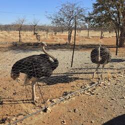 Ostrich feeding time
