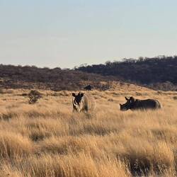 Then, we saw rhinos