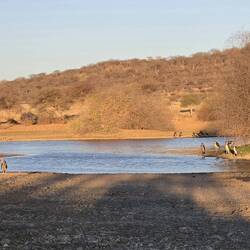 A visit to the water hole but just birds hanging around