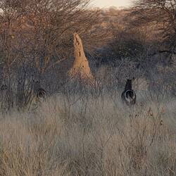Could be kudu's bottoms in there somewhere