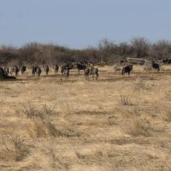 We never got close to the wildebeest