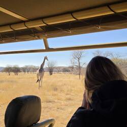 I really liked seeing the giraffes