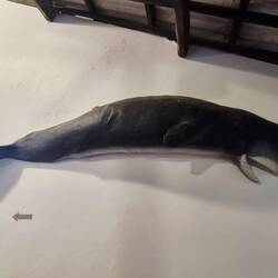Sperm Whale - Pottwal.