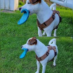 Zwischendurch Frisbee kaputt gemacht 🙄