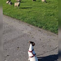 Mal guckte er brav..