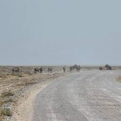 You need to watch out for animals in the road