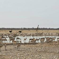 Great to see so many animals at this waterhole, almost too many to photograph