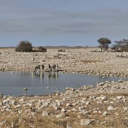 Later, loads of animals came to drink but I didn't photograph them with my phone, apologies