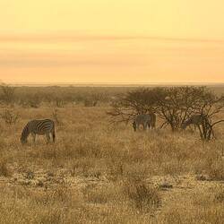 In no time there were Zebra in the early morning light
