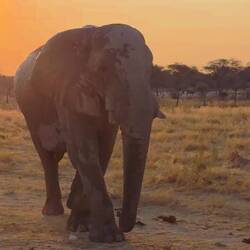 We were just too late to see them at the Okaukuejo waterhole