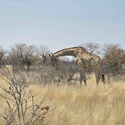 I loved seeing giraffe in the wild