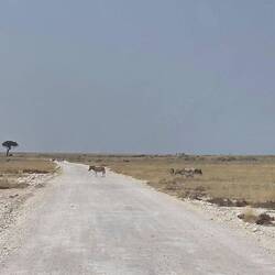 There were loads of zebra in Etosha