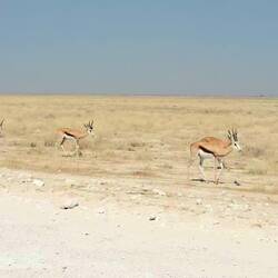 Springbok on the move that don't seem to mind we are there