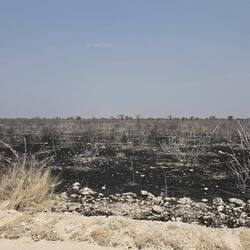 Wildfire damage meant no animals were here, none, except for the odd bird