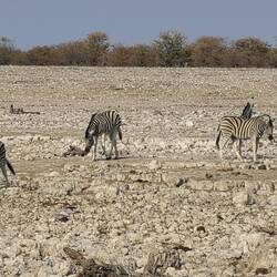 Only zebra there as we arrived 😢