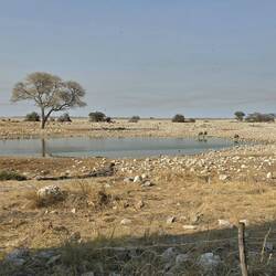 The waterhole here is lit at night so great if you're staying here