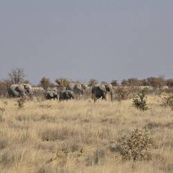 More elephants - I was very happy to see these