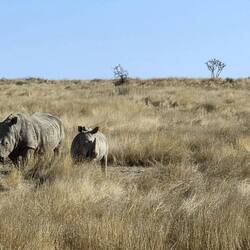 We spent quite a while with these rhinos