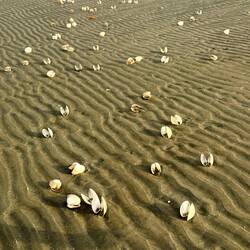 Muschelzeit 🐚