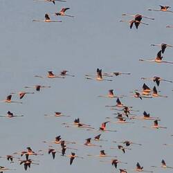 Flamingos