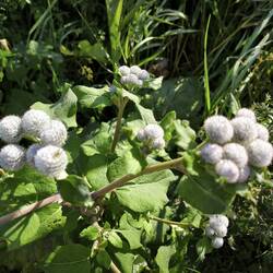 Kletten