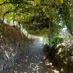 These are grape vines, suspended to provide shade
