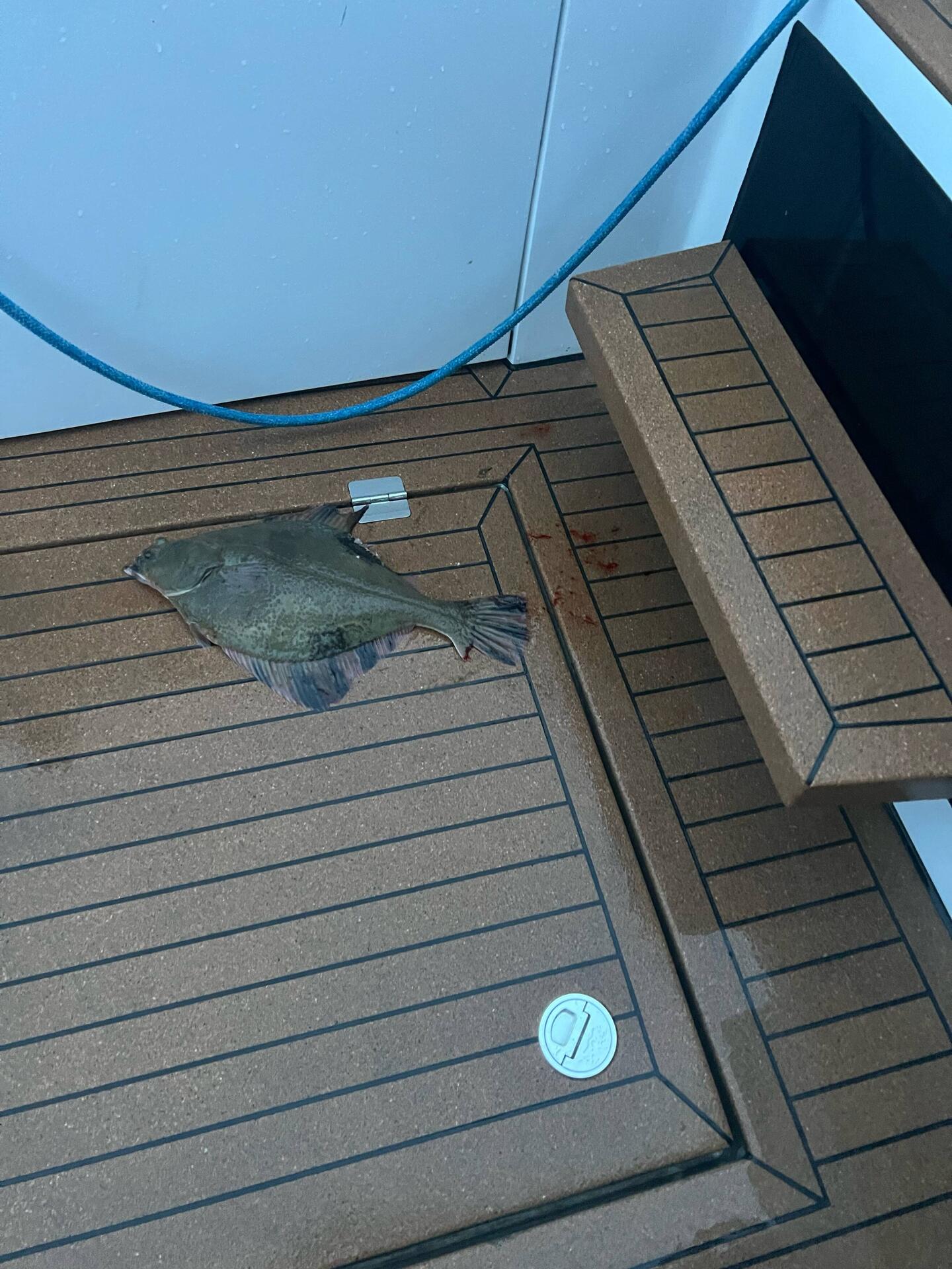 At dawn I find this halibut delivery.