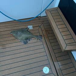 At dawn I find this halibut delivery.