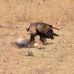 Got the prey and getting his reward