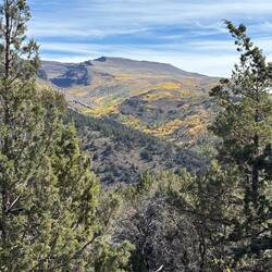 Aspens in color in a valley east of the road