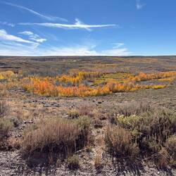 The aspens in Jackman Recreation site