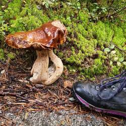 Fast so gross wie der Wanderschuh