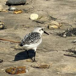 Sanderling