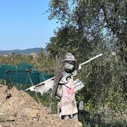 Vogelscheuche in den Weinreben