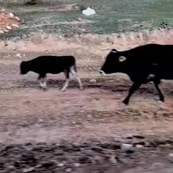 ... including driving the livestock done to warmer altitudes for the winter
