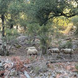 Schafe im Wald