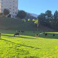 Die Glocken von Rom 😂 ... äh nee von Kühen 🐄 ... äh nee von Ziegen 🐐 👍