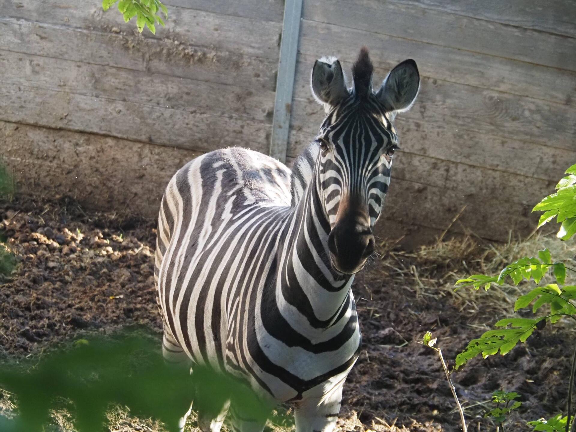 Bitte was macht ein Zebra in Bayern? An der Donau ist es für alle warm genug.