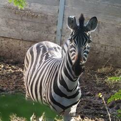 Bitte was macht ein Zebra in Bayern? An der Donau ist es für alle warm genug.
