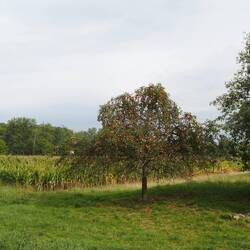 Am Apfelbaum lässt sich noch einmal ordentlich Kraft tanken