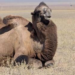A reminder that we still travel along the Silk Roads