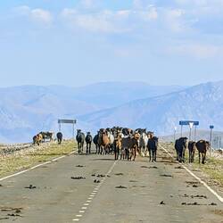 Trouble on the road ... we see lots of horses being driven on to the lower valley