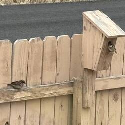 Back at camp the resident House Sparrows are sticking close to bird houses for shelter