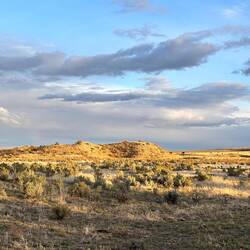 Late afternoon light on the pasture nextdoor