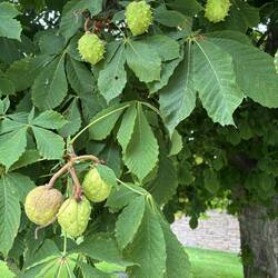 European Chestnut at the refuge way spikey fruit