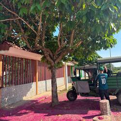 Ein Baum mit extrem pinken Blüten, wo wir geparkt haben