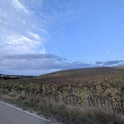 Far as the eye can see 👀🌻