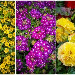 Floral pops of color on an overcast day — Kristiansund.