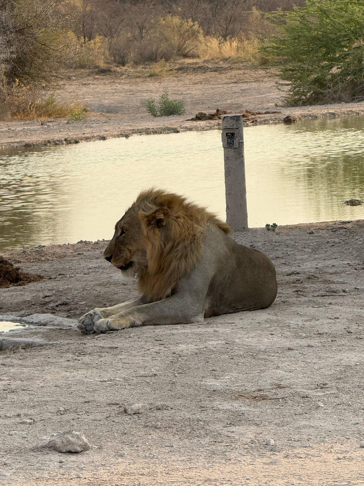 Löwe am Wasserloch